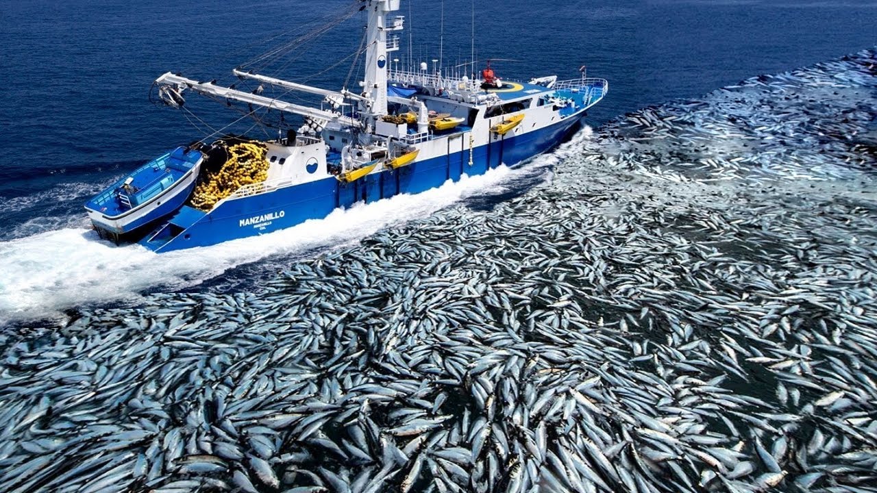 Longline Fishing, Net Fishing Tuna On Vessel - Fishermen Caught Hundreds of Tons of Tuna on The Sea