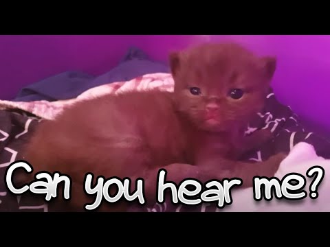 deaf-kitten-hearing-for-the-first-time!