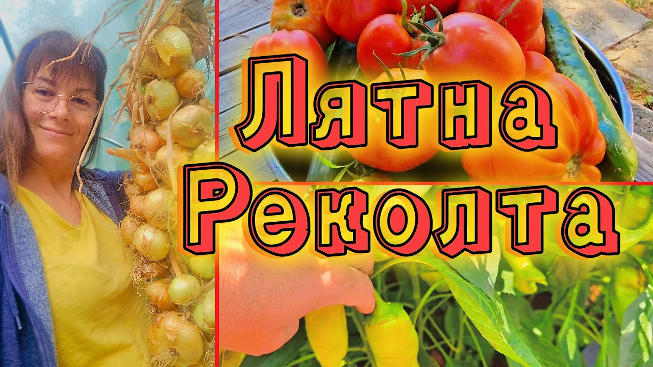 Лятна реколта: щети по доматите и разходка в градината. Живот на село.