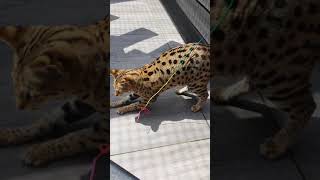 Savannah Cats 🌞 they are so beautiful!