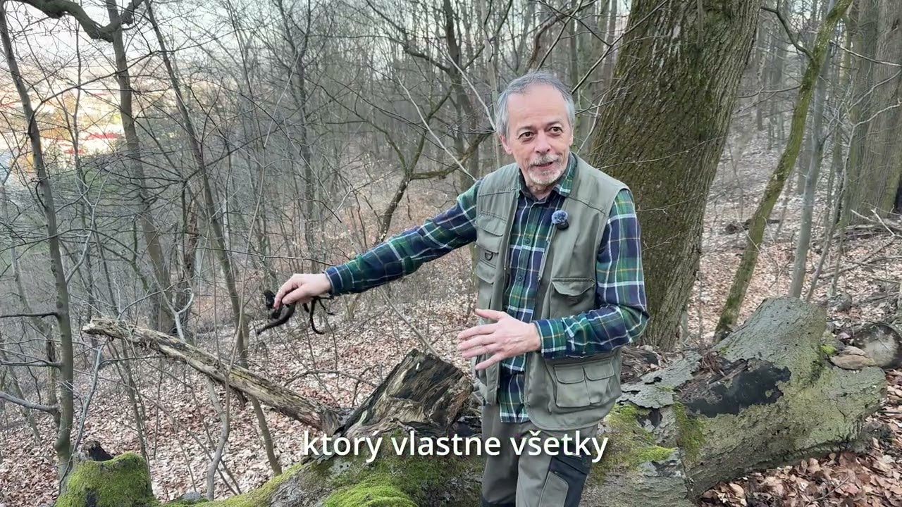 Transfer lariev z Mestského parku do lesa na Urpíne