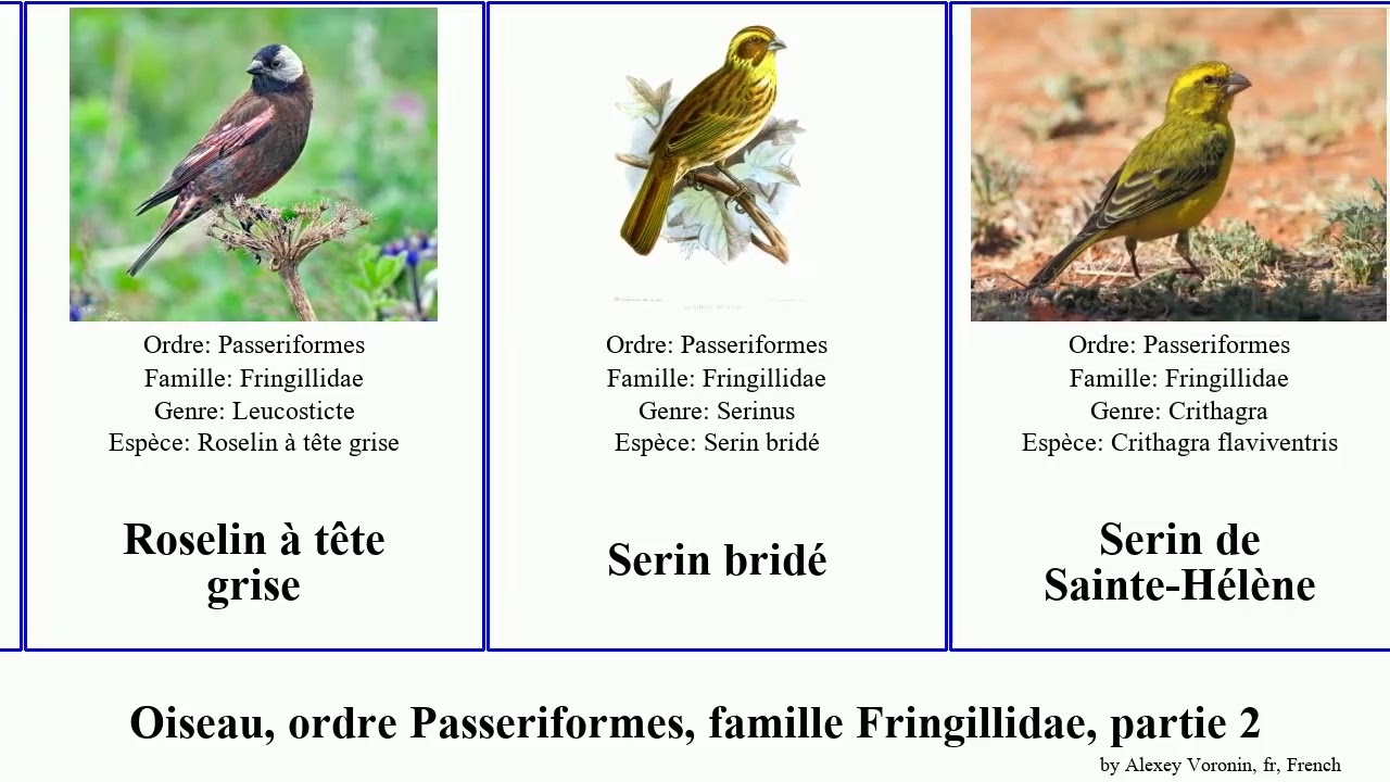 Oiseau, ordre Passeriformes, famille Fringillidae, partie 2 serin roselin organiste jaune ventre