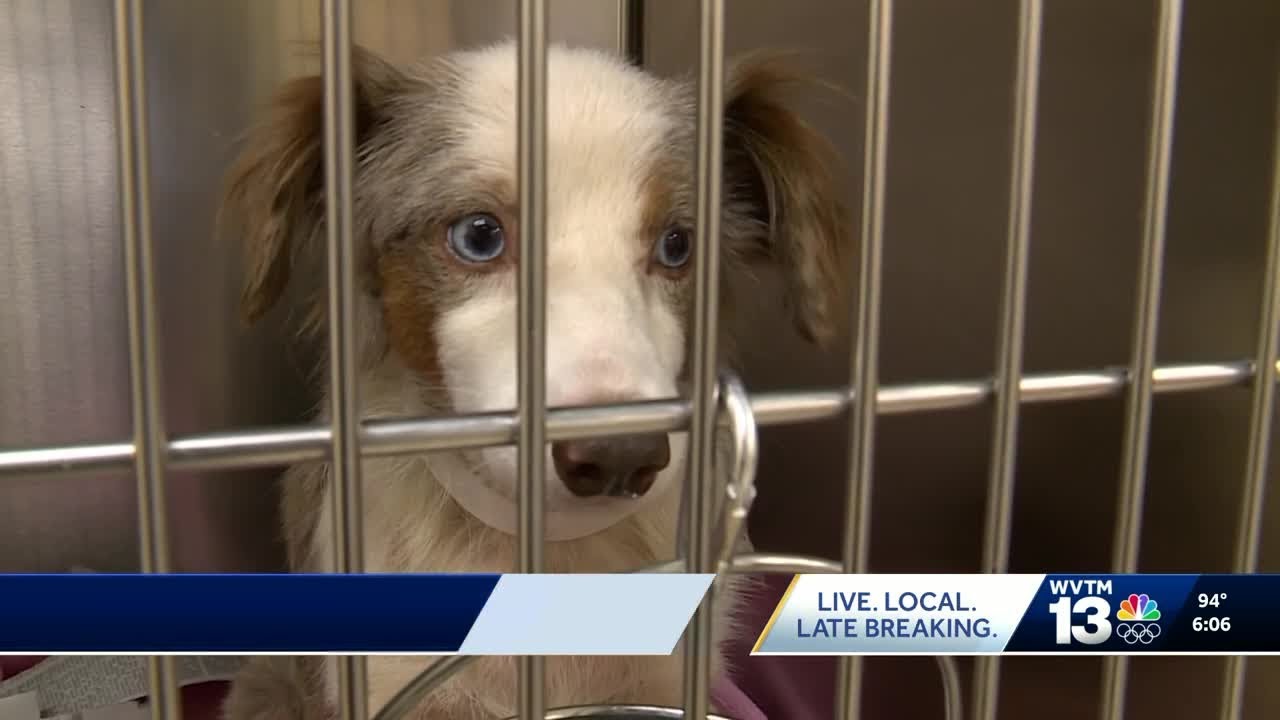 Greater Birmingham Humane Society saves 70 dogs from TN hoarding case
