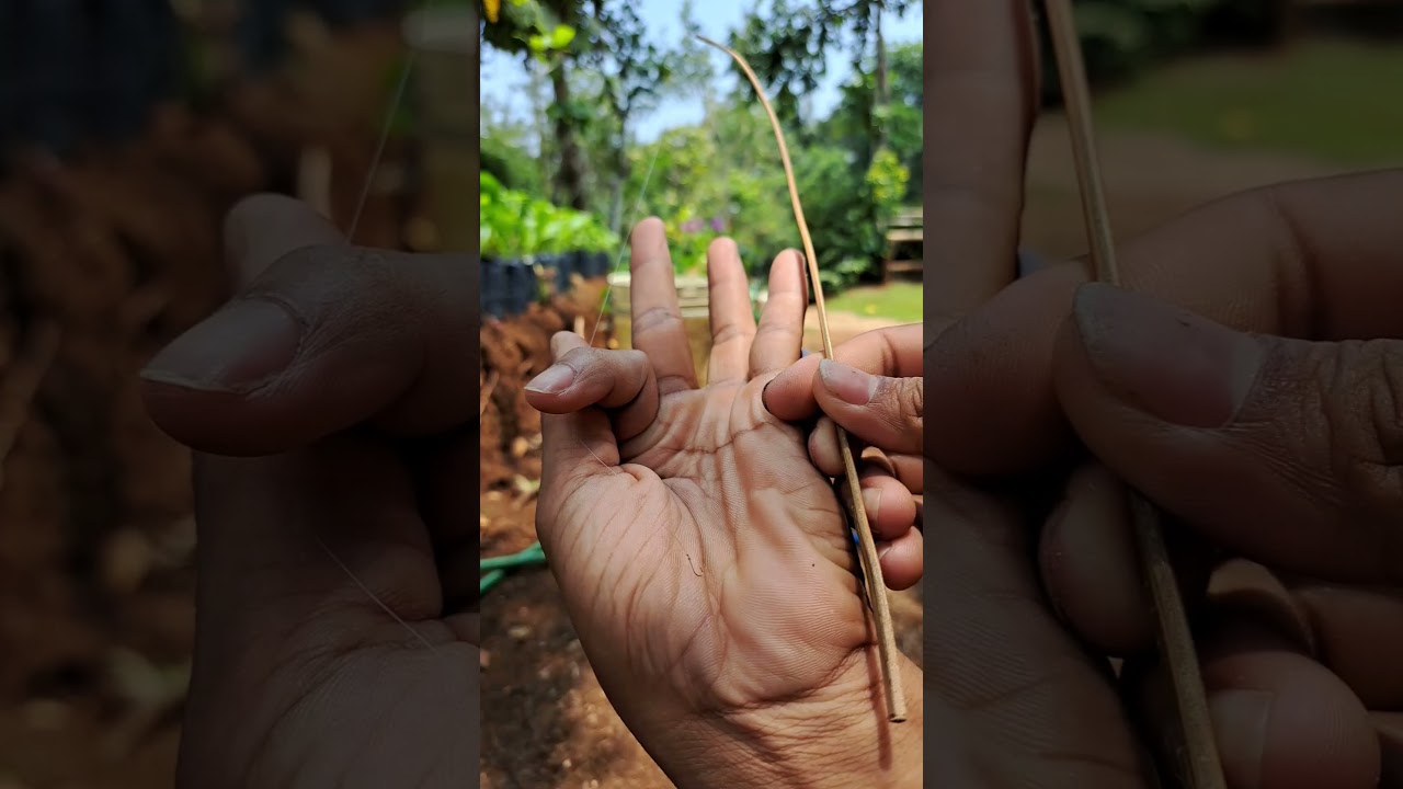 Bikin pancingan mini dari lidi buat di akuarium 