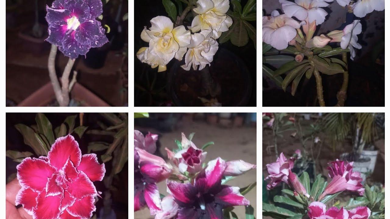 FLORAÇÃO A TODO VAPOR VAMOS VER FLORES LINDAS 