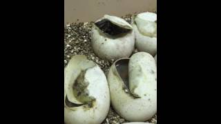 Celebrity The first burmese python is poking out his head. Wealth