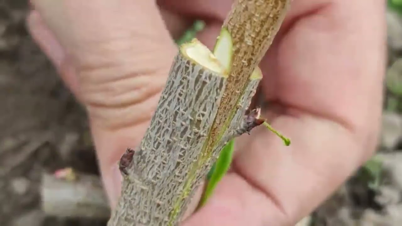 Прививка персика и сливы на одном дереве | Пошаговый процесс