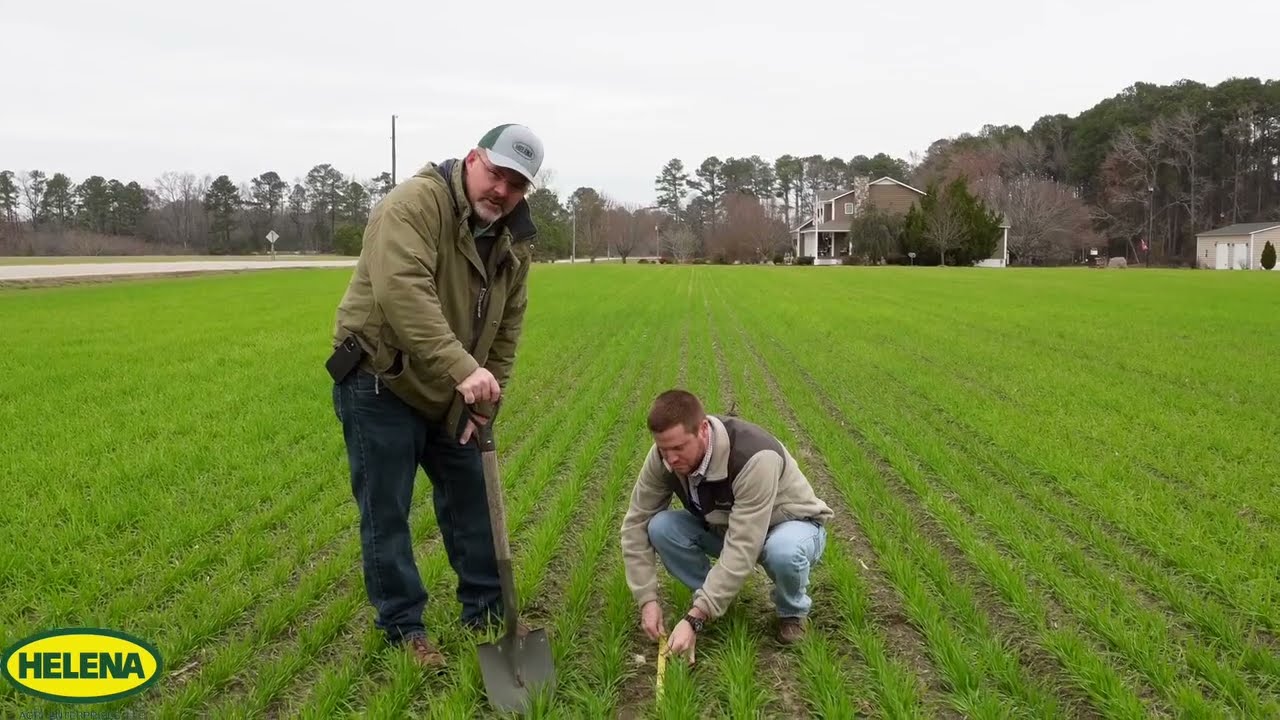 Wheat Tiller Count pt.1 with Josh Gaddy