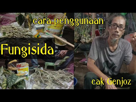 Video: Mycosan - Petunjuk, Aplikasi Jamur, Harga, Ulasan, Analog