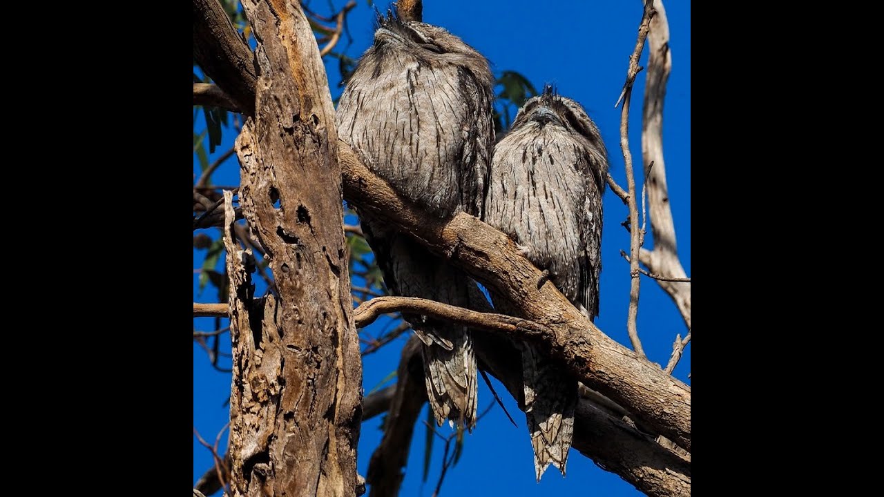Greens Bush to Arthurs Seat Biolink (full length version)