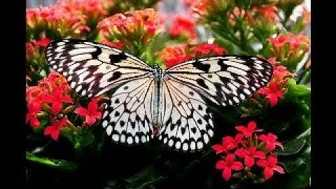 Indefinite Integrals, Shape of a Graph (Paul