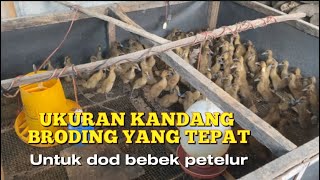 Ukuran kandang broding yang tepat untuk dod bebek petelur umur 1-10 hari