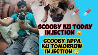 Scooby appa pavam appa Pavam 🤣🤣 Scooby injection day 💉💉 #pug #puglover #pugdog #scoobypug by Scooby Veedu 1,023 views 2 years ago 5 minutes, 51 seconds