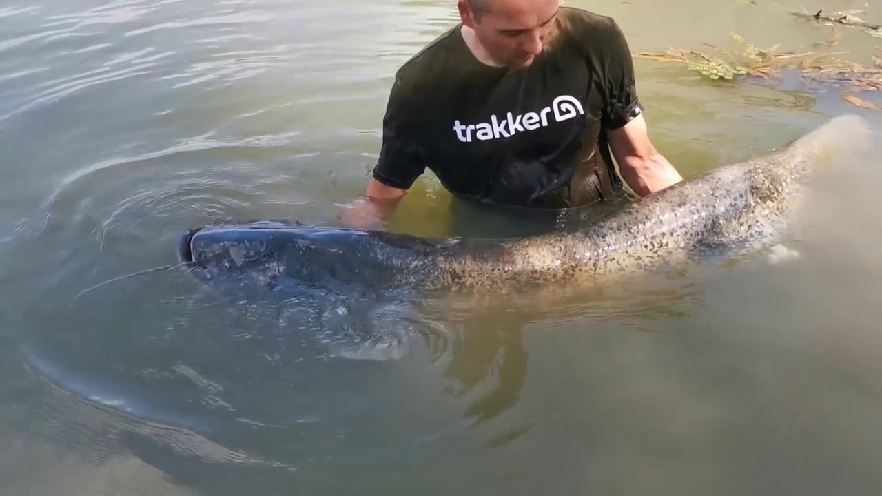 Tisza-tó 2020.Június harcsái