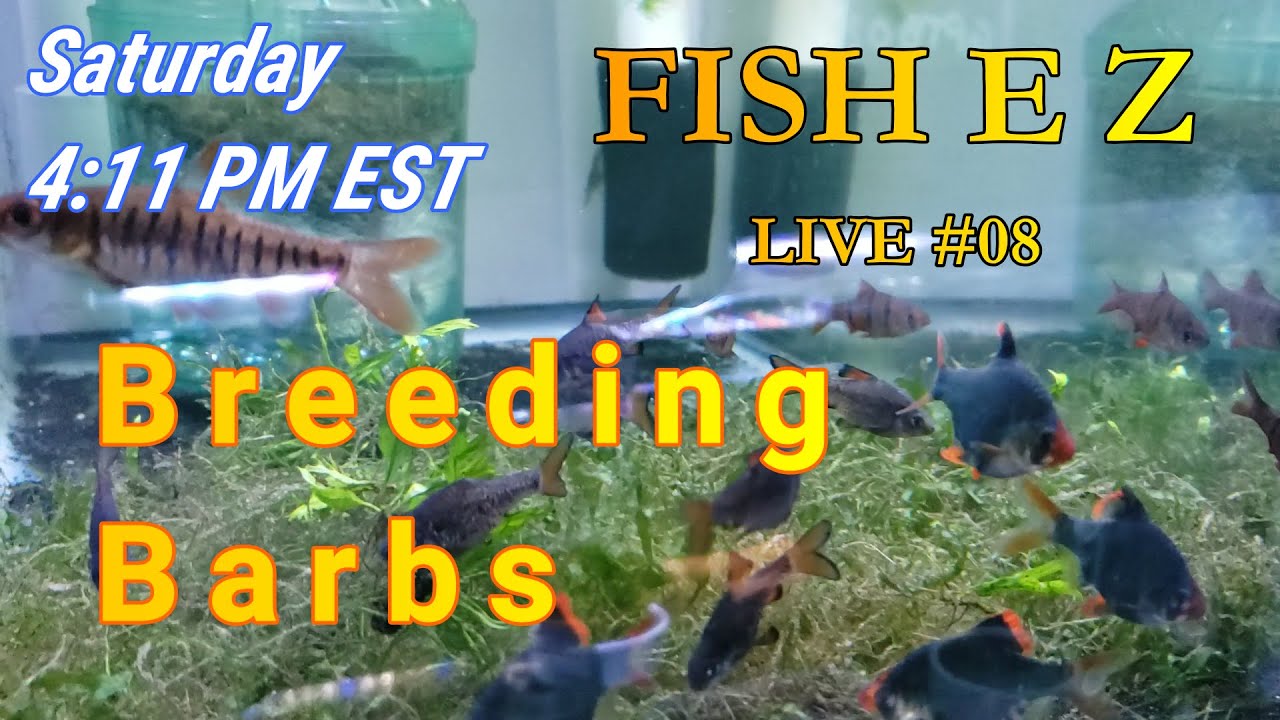 Fishroom 411: Breeding Barbs (egg scatters)