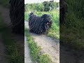 Amazing Puli Dog Hungarian Puli Dreadlocks Dog EP 413