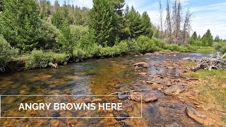 ANGRY browns and miles of uncrowded water!  I dig Wyoming. p2