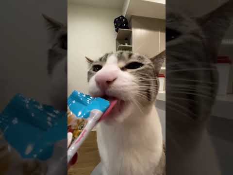 This boy is hungry 👹 #catmemes #catvideos #funnycatvideos #lynxpointsiamese #funnyvideos