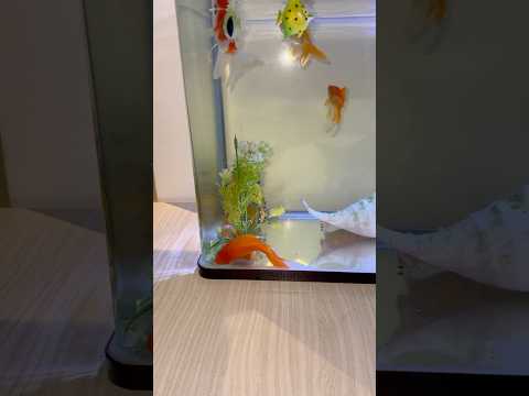 اغرب سمكه في العالم