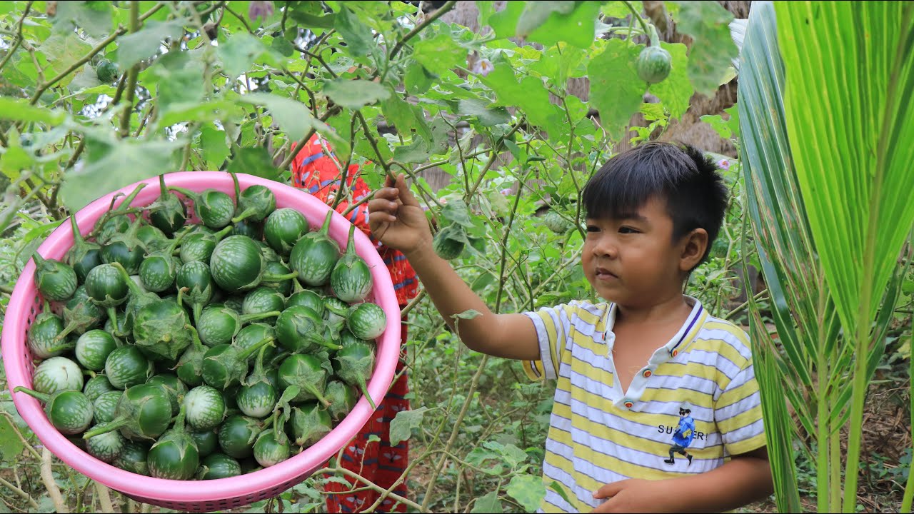 Seyhak pick small green eggplants with grandmother for cooking / Family food cooking