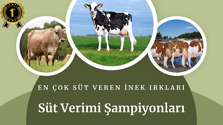 The Most Milking Cow Breeds | Milk Yield Champions!