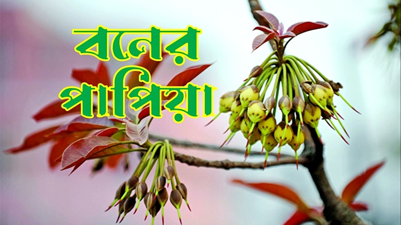 বনের পাপিয়া -- নাটক -- natok -- drama -- boner papiya