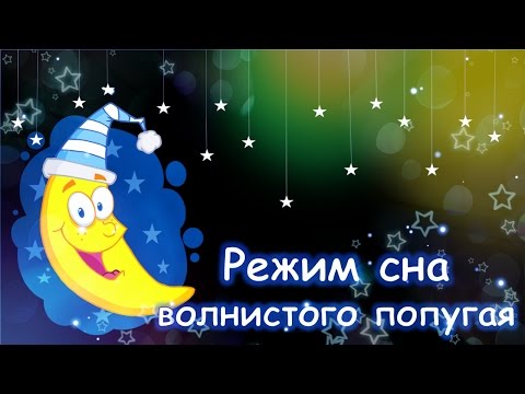 Режим сна волнистого попугая. Что нужно знать?#Волнистый #попугай#уроки по уходу и содержанию