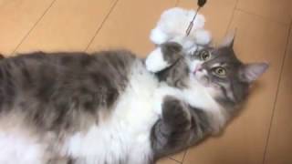 飼い主の帰りを察知する猫 ノルウェージャンフォレストキャットget wise to.Norwegian Forest Cat.