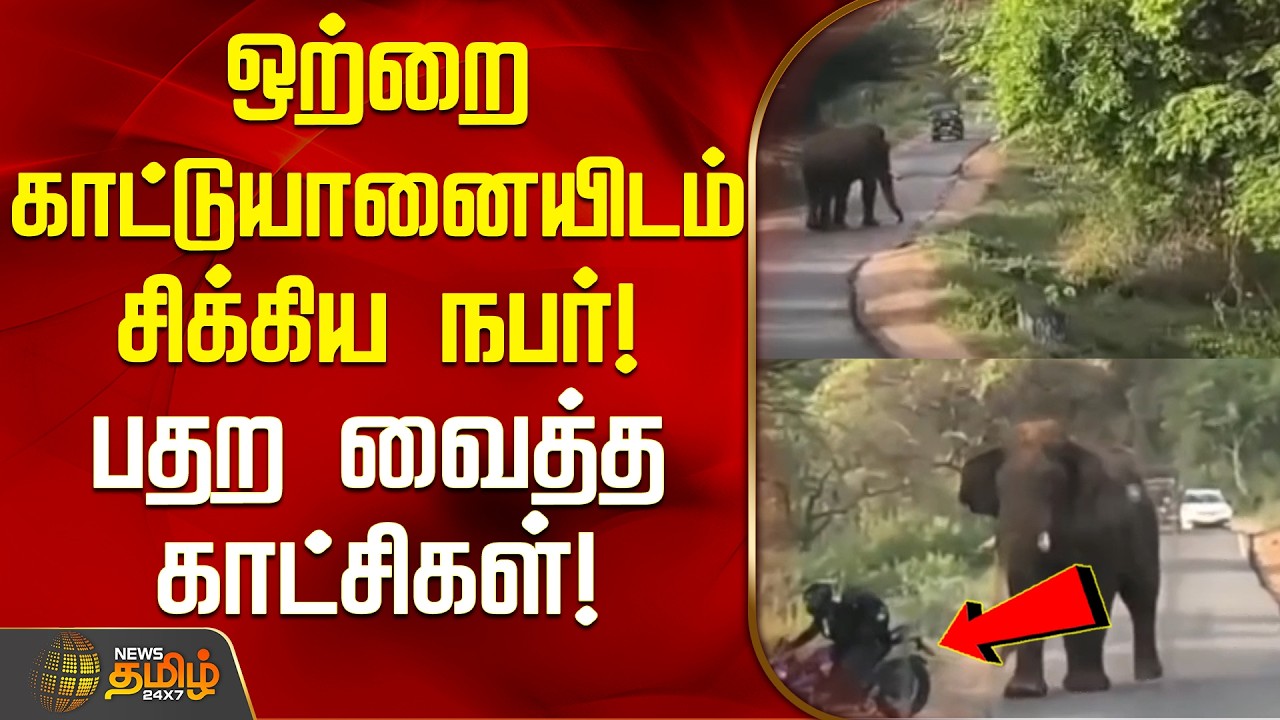 ஒற்றை காட்டுயானையிடம் சிக்கிய நபர்! பதற வைத்த காட்சிகள்! | Udumalaipettai elephant incident