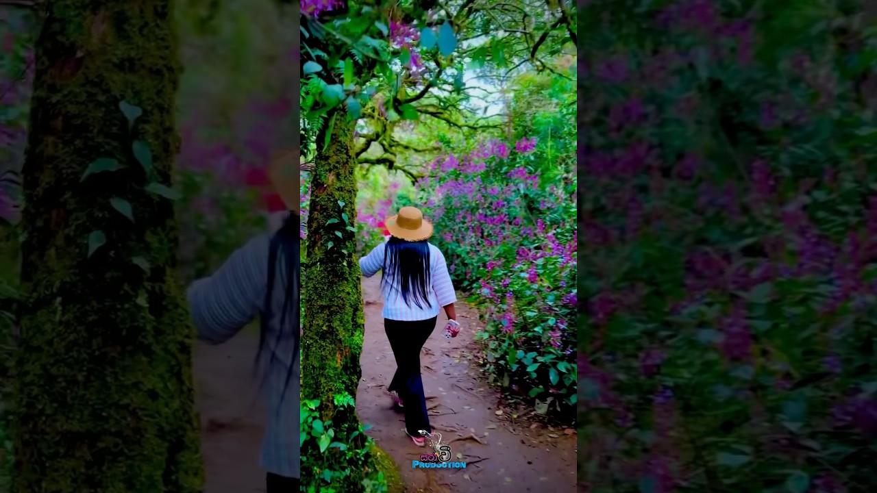 තොටුපොළ කන්දේ නෙලූ වසන්තය|හොටන්තැන්න|2025 Nelu Bloom