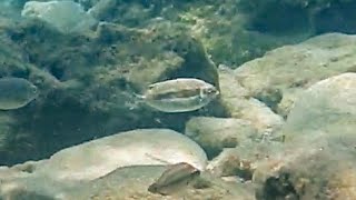 Kaninchenfisch Sig Luridus, Lippfisch Symphodus, Zweibindenbre Dipl. Vulgaris, Meerpfau