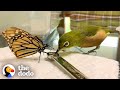 Watch This Little Bird Sneak Up On His Butterfly Siblings | The Dodo