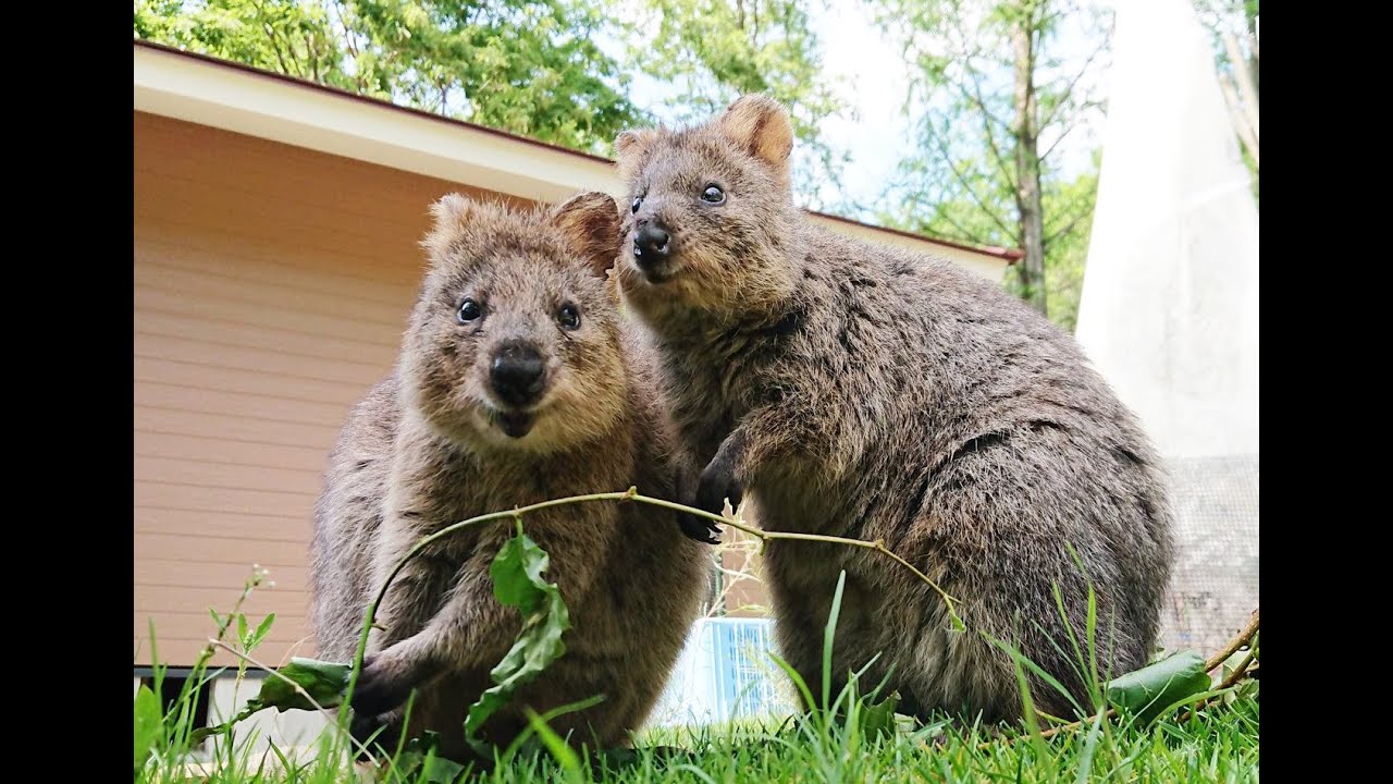 世界一幸せな動物 クオッカが日本上陸 愛くるしさ満点の動画 ライブドアニュース