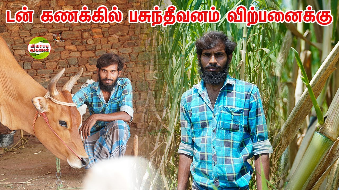 60 வருடங்களுக்கு முன்பு கட்டிய சுவர்|மாட்டு கொட்டகை|இளம் விவசாயி  