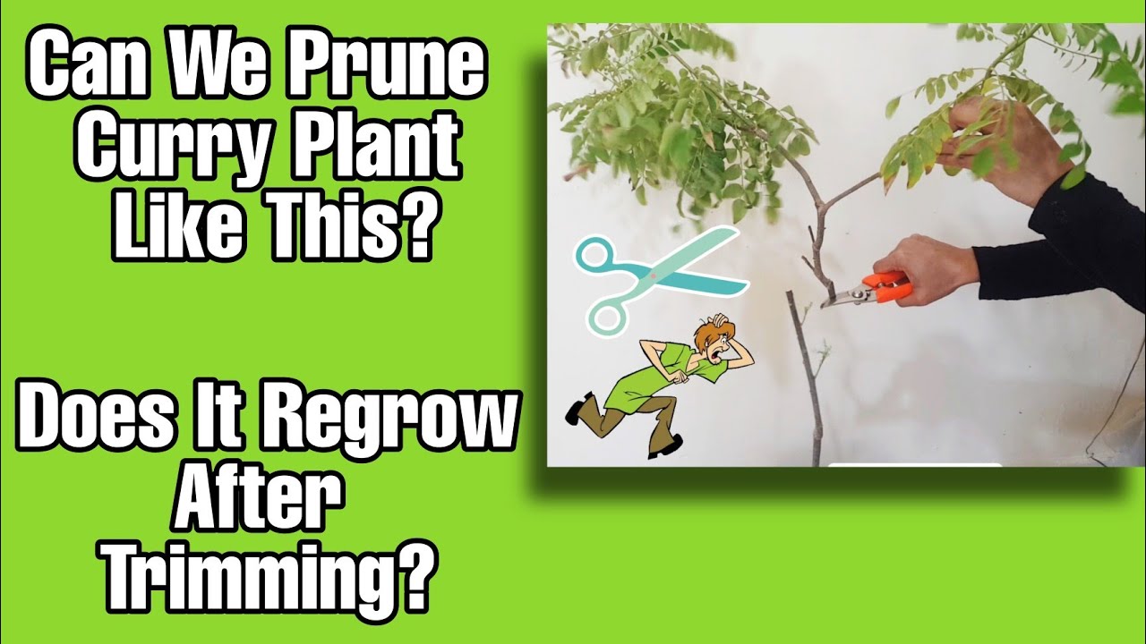 How to Prune Curry Leaves Plant How to Trim Curry Leaves Plant