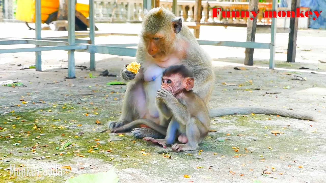 Hug and Release to Mother Teva   Monkey pigtail Kidnapped baby TESLA when left from mother