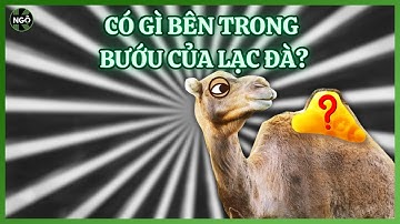 Bí mật bên trong bướu của Lạc đà