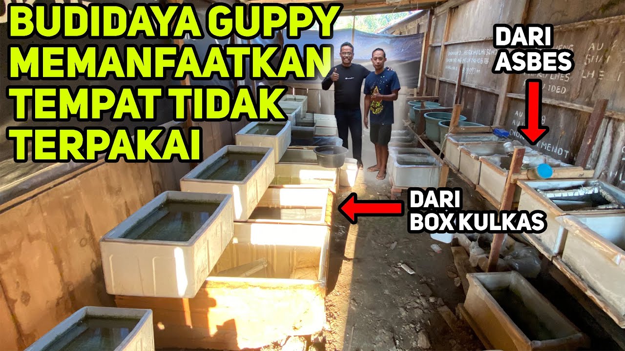Cara Mudah Budidaya Ikan Guppy Memanfaatkan Tempat Tidak Terpakai! Farm