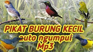PIKAT BURUNG KECIL💯auto ngumpul