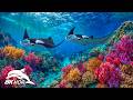 Explore Creatures of the Deep Ocean in 8K HDR | Dolby Vision™