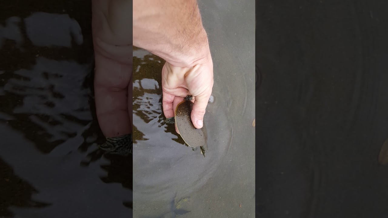 Spiny Softshell (Apalone spinifera) - 20190826 171102