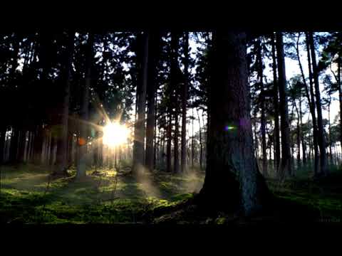 Música Relaxante (Relaxing song) - YouTube