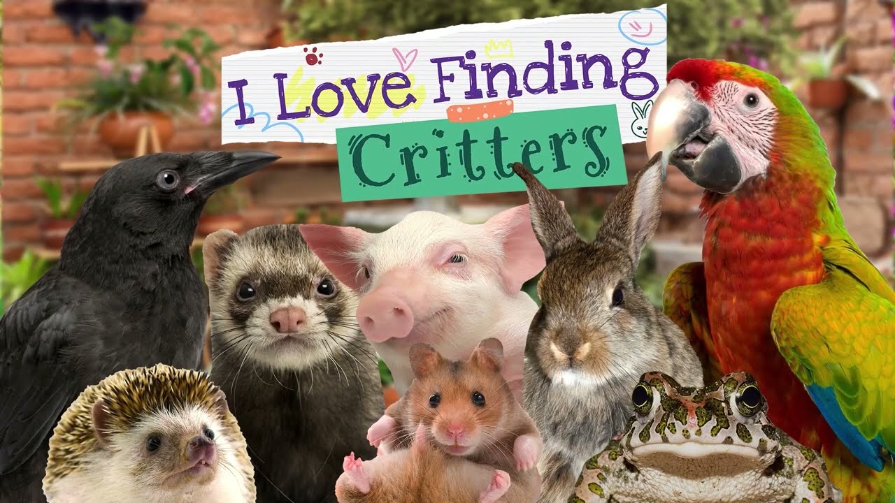 I Love Finding Critters - Collector's Edition | HOPA Games | Iplay