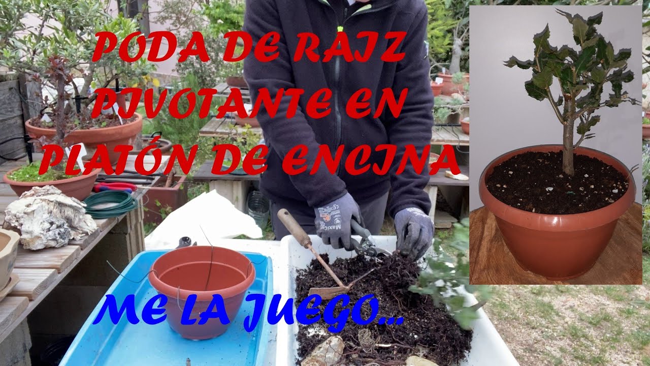 TRASPLANTE DE ENCINA Y CORTE DE RAIZ