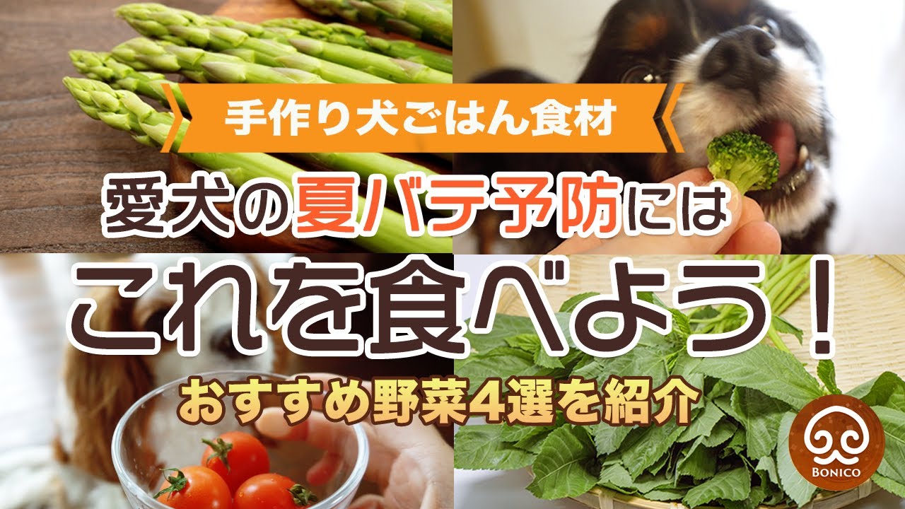 犬 野菜 おすすめ