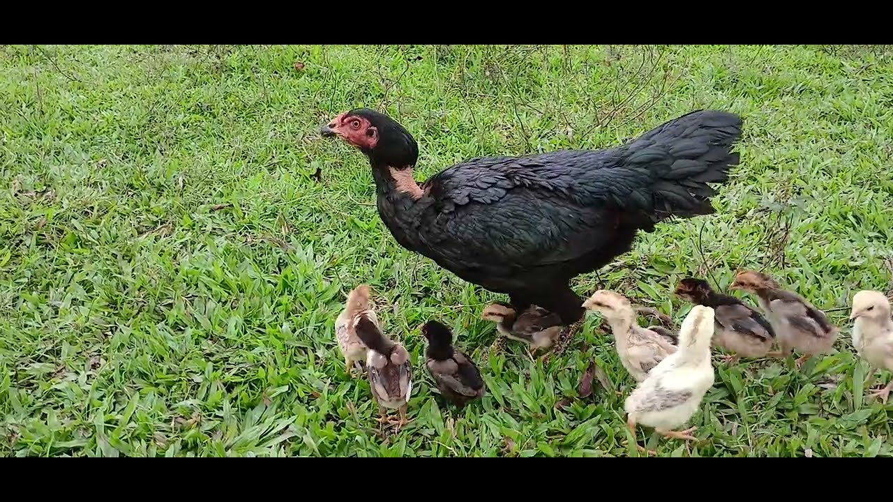 The mother hen trains her chicks to live freely. To live independently outdoors.
