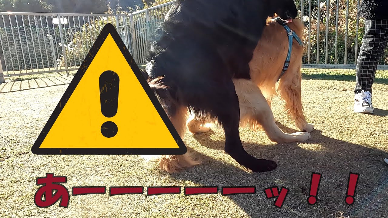 友だち出来るかな？【ドックラン】#フラットコーテッドレトリバー#ドックラン