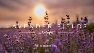 Lavender Symphony | A Visual Journey Through Endless Fields of Purple | Sleep Relaxing Music