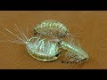 Fly Tying Freshwater Shrimp / Scud by Mak