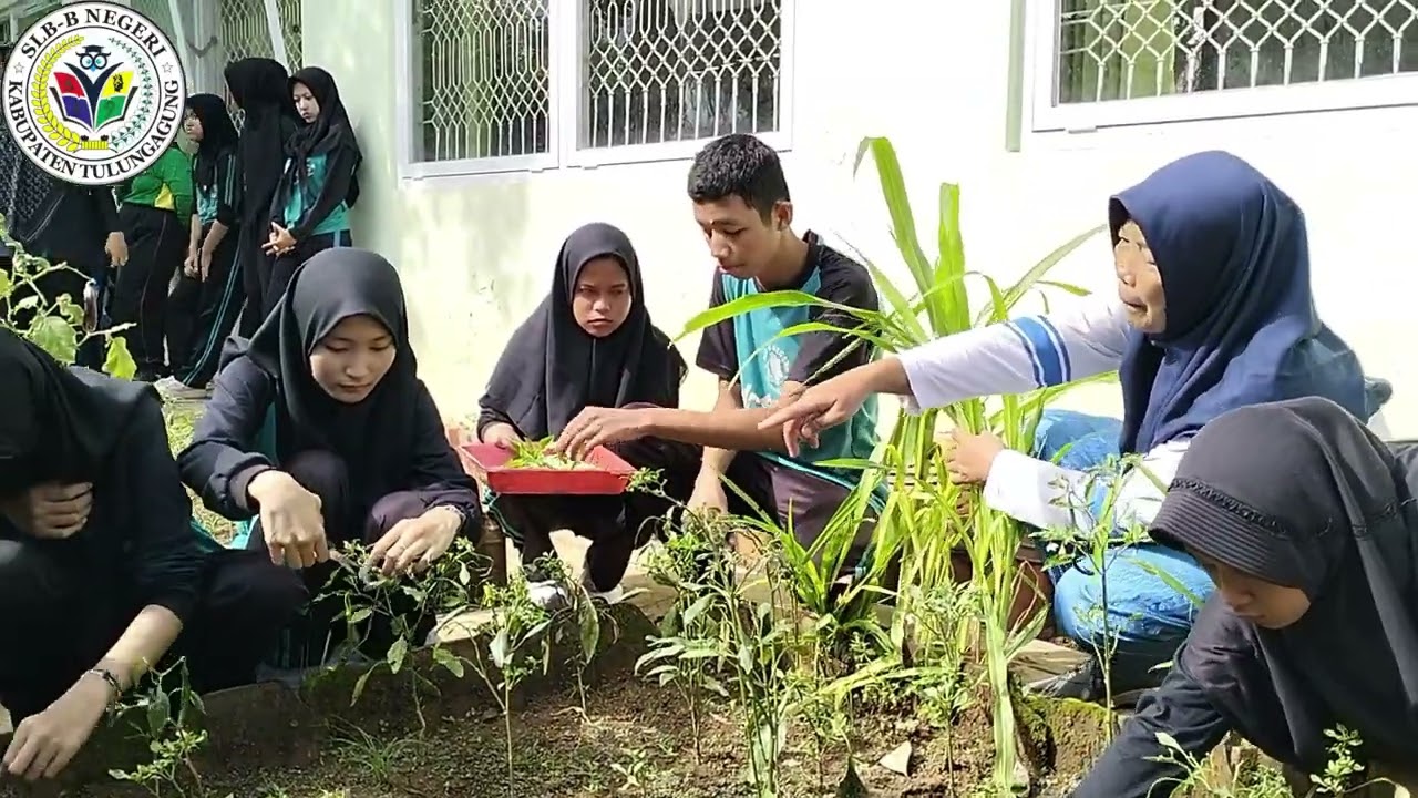SEKOLAH INOVATIF KETAHANAN PANGAN|| PANEN SAYURAN SLB B NEGERI TULUNGAGUNG